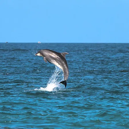 Albufeiraorada Cozy&sunny By Becherish Appartement